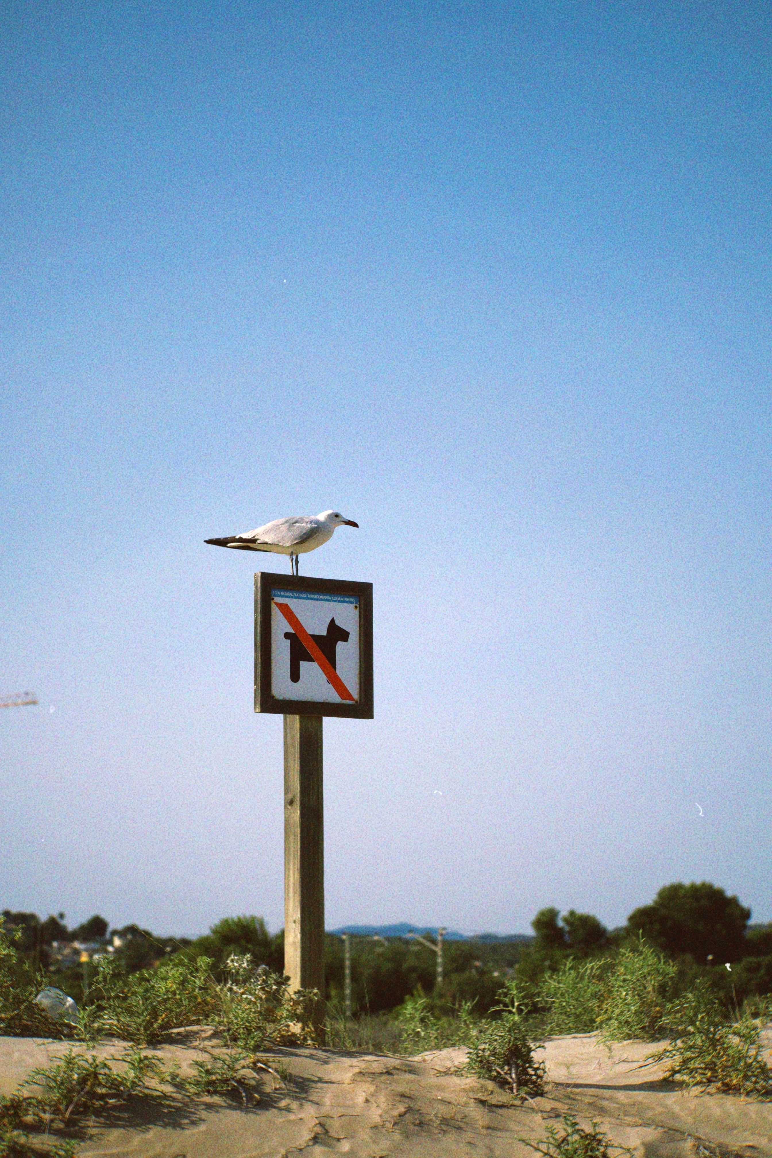 Bird Standing On No Bird Sign