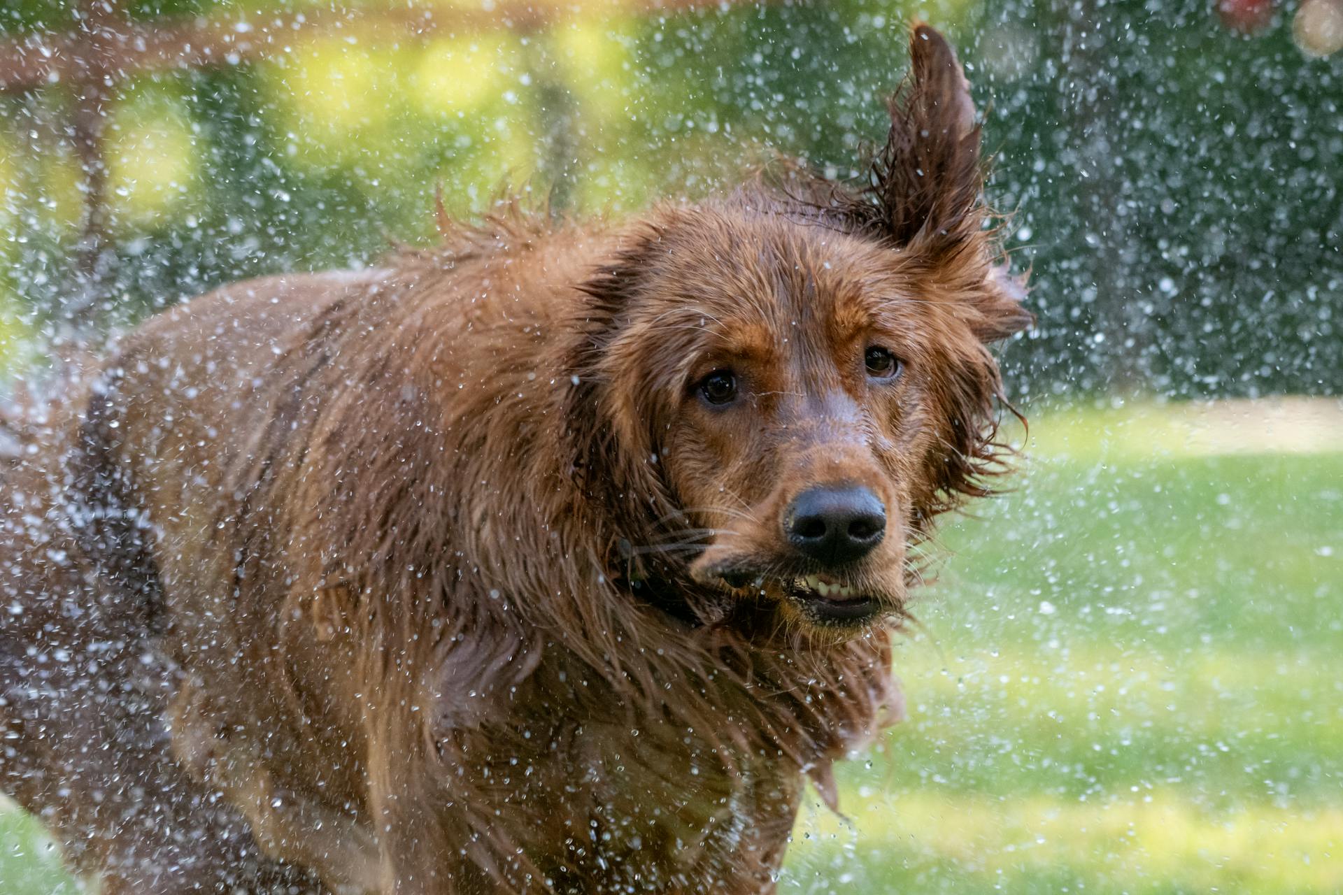 Dog Splashing Water