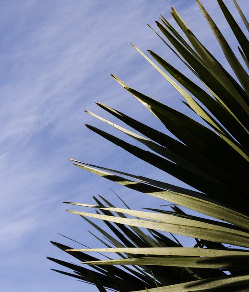 Free A striking low angle shot of a yucca plant against a bright blue sky, showcasing its vibrant green leaves. Stock Photo