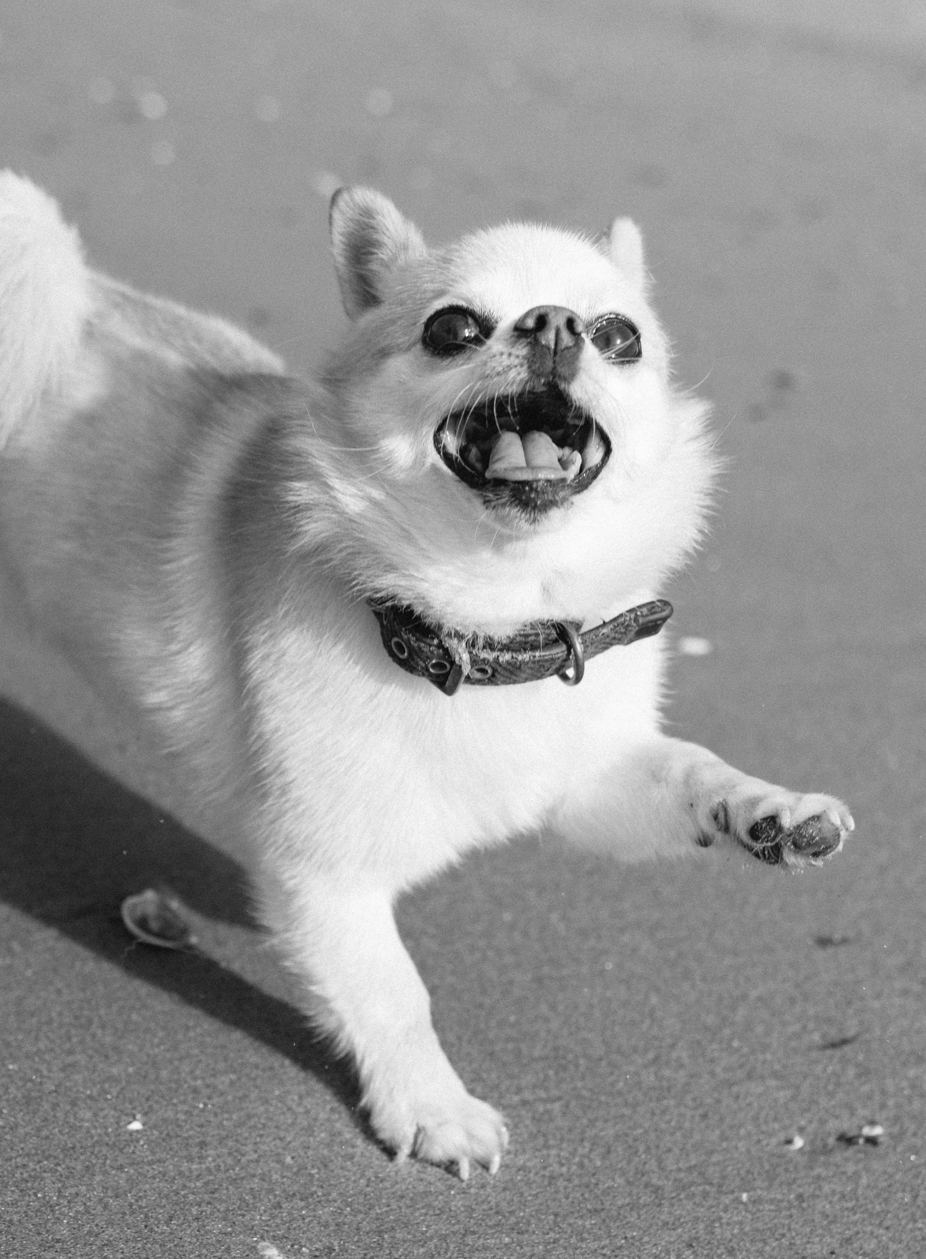 Black and white photo of a playful Chihuahua running on a beach.