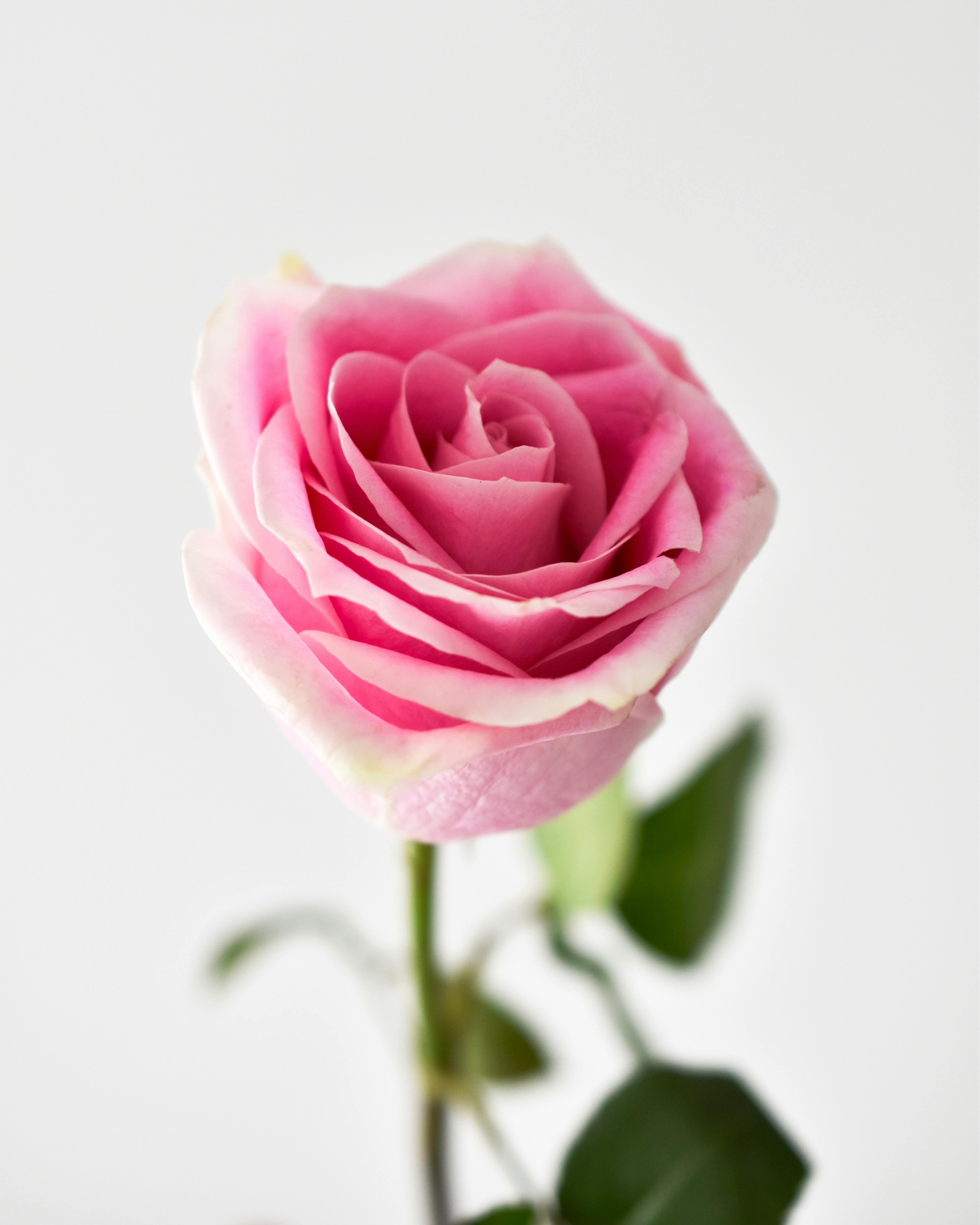 A close-up of an elegant pink rose with delicate petals, perfect for romantic occasions.