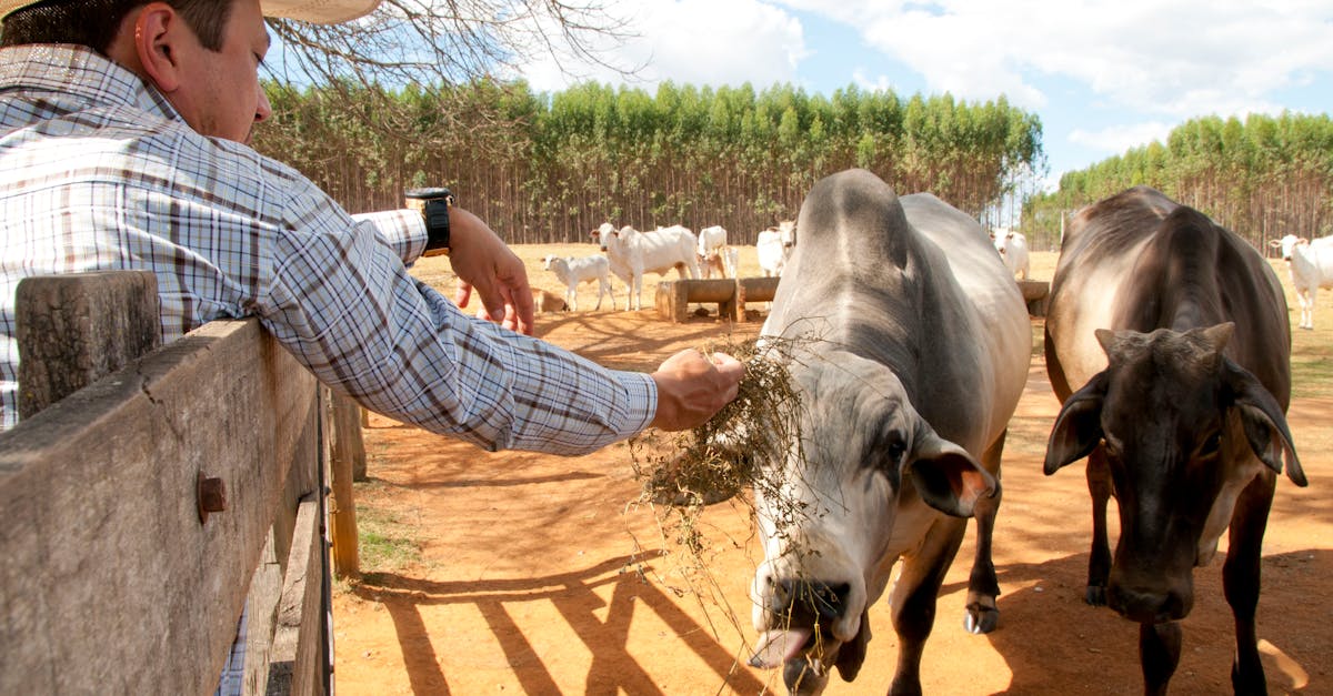 Farmer Feeding Cows on Farm
