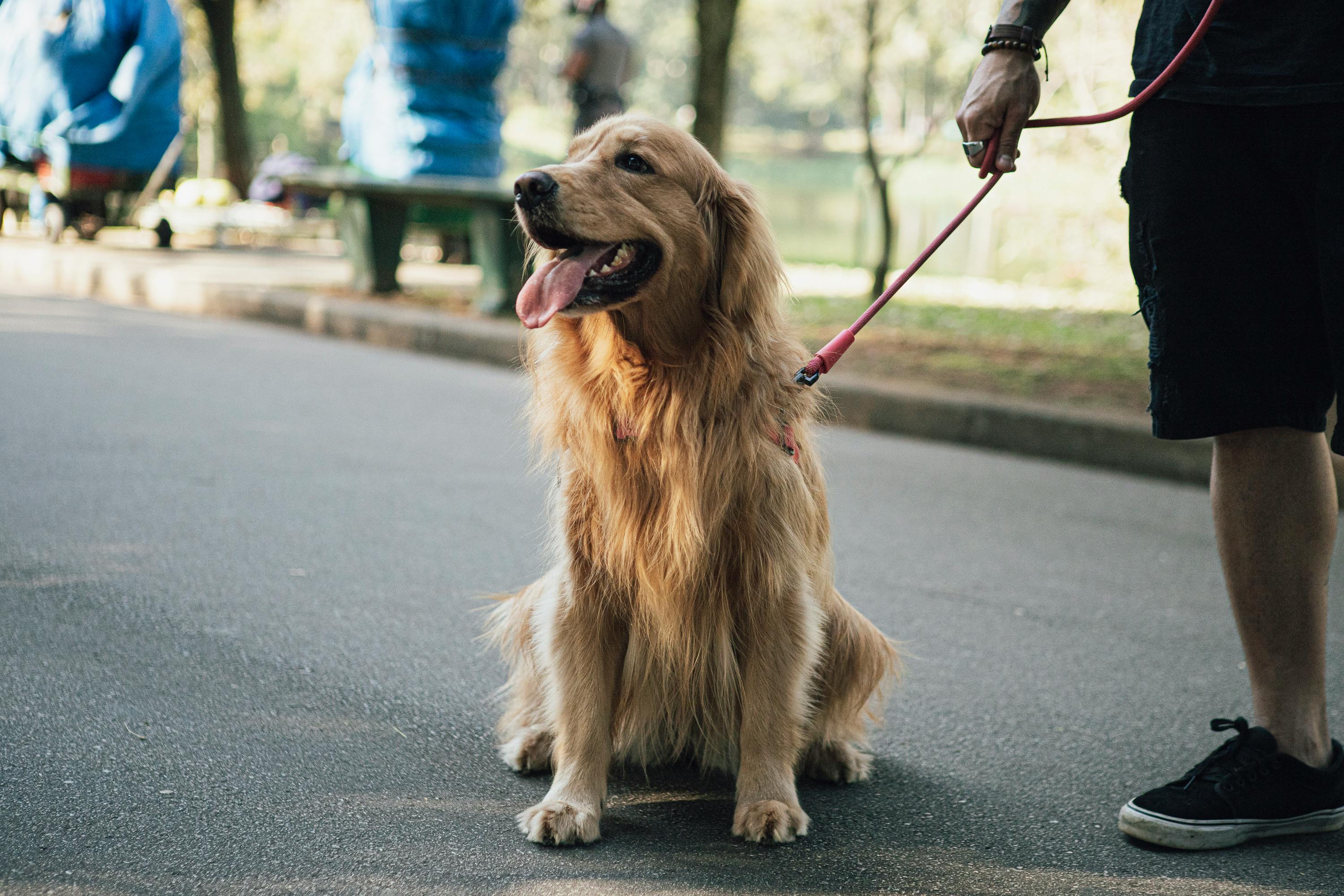 pet care pet safety — Photo by Emanuel Pedro on Pexels
