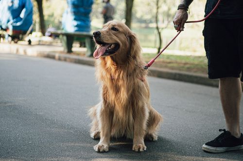 Free A golden retriever sits happily on a leash in a sunny park, panting joyfully. Stock Photo