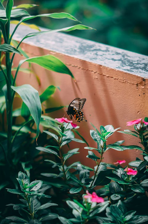 Foto En Primer Plano De Una Mariposa Posada Sobre Una Flor