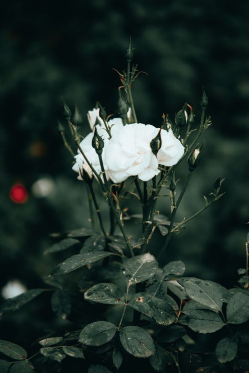 Free A delicate white rose stands out against lush green foliage, symbolizing purity and elegance. Stock Photo