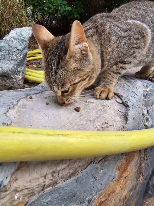 Free Cat Stock Photo