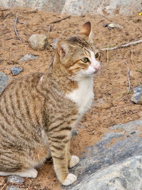 Free Cat Stock Photo