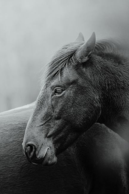Elegant black and white portrait of a horse showcasing its profile in Cold Creek, NV.