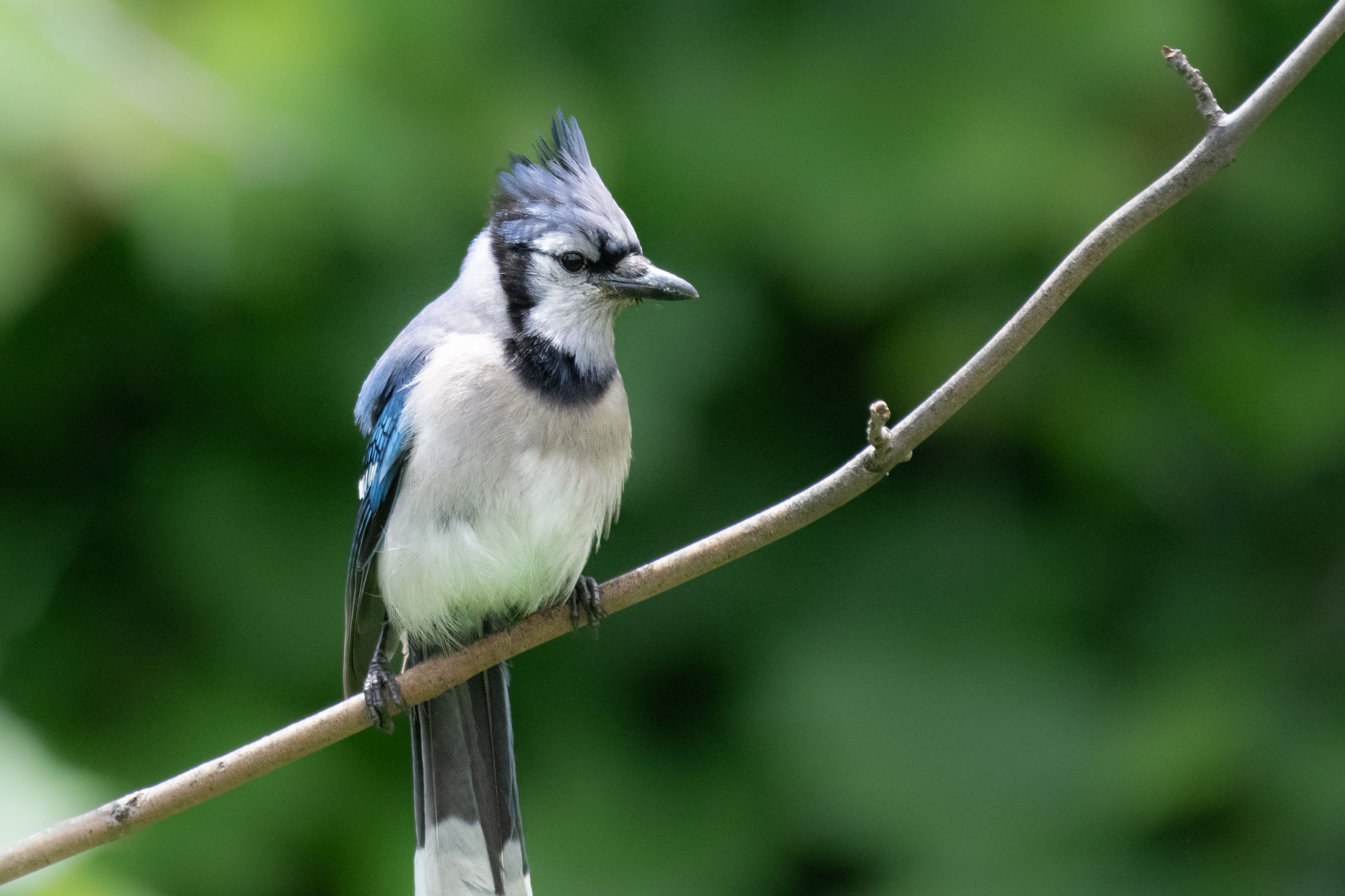 A blue jay perched on a branch · Free Stock Photo