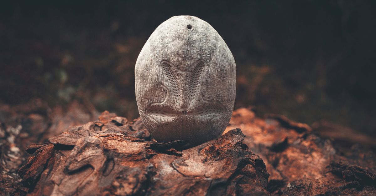 fossil