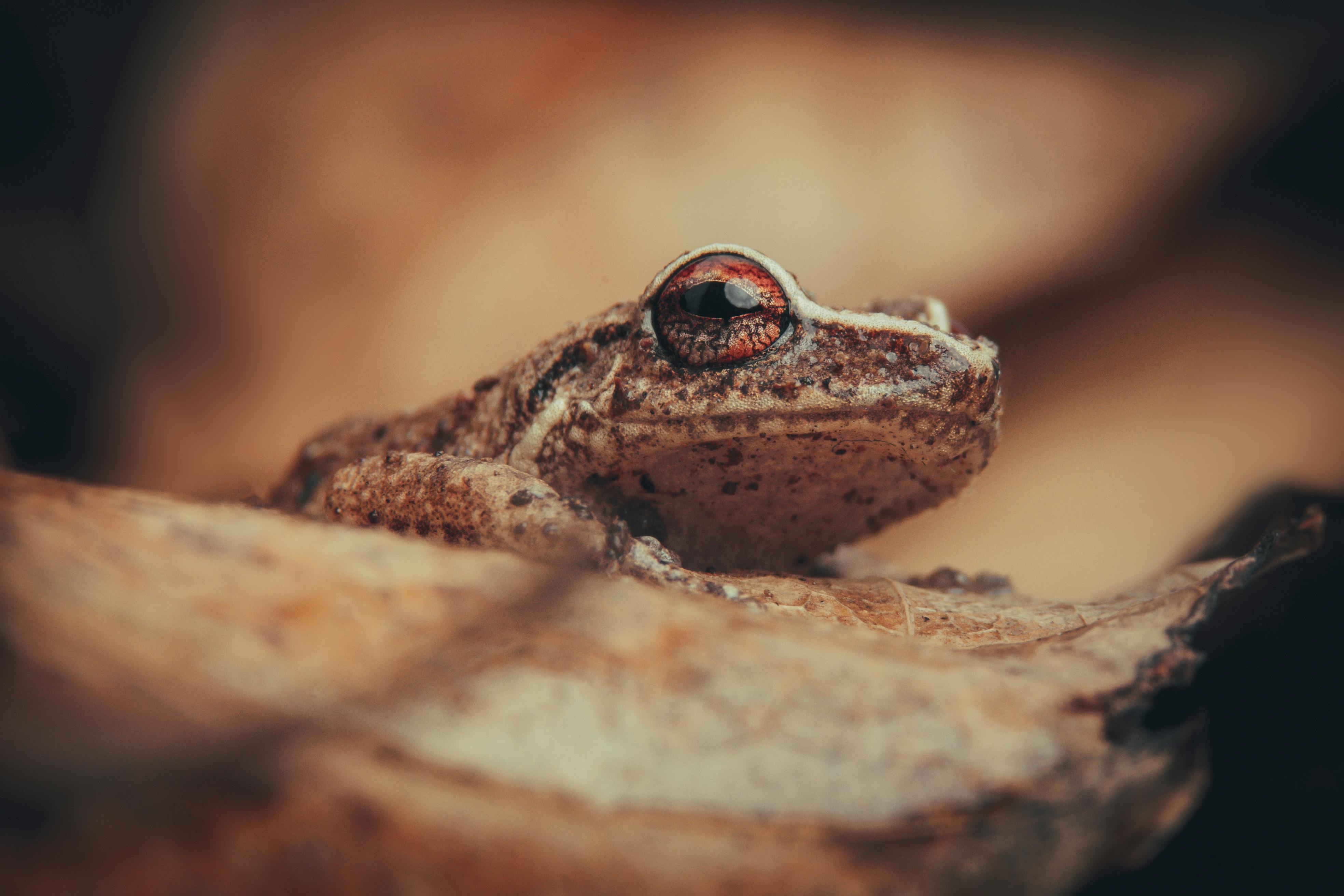 Detailed close-up of a common coqui frog resting on a brown leaf, highlighting its unique texture and colors.