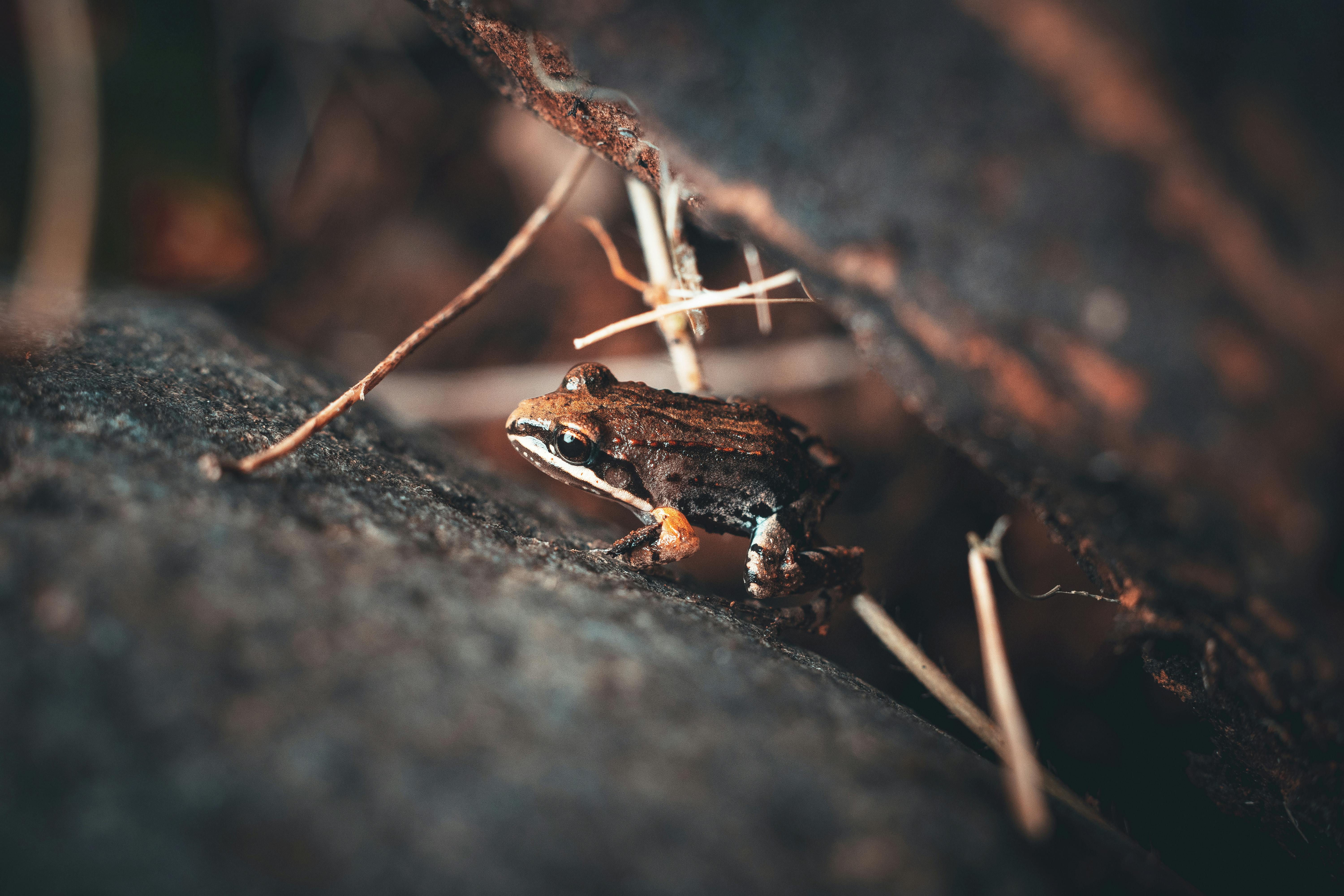 Detailed close-up of a common coqui frog in its natural habitat in Fajardo, Puerto Rico.