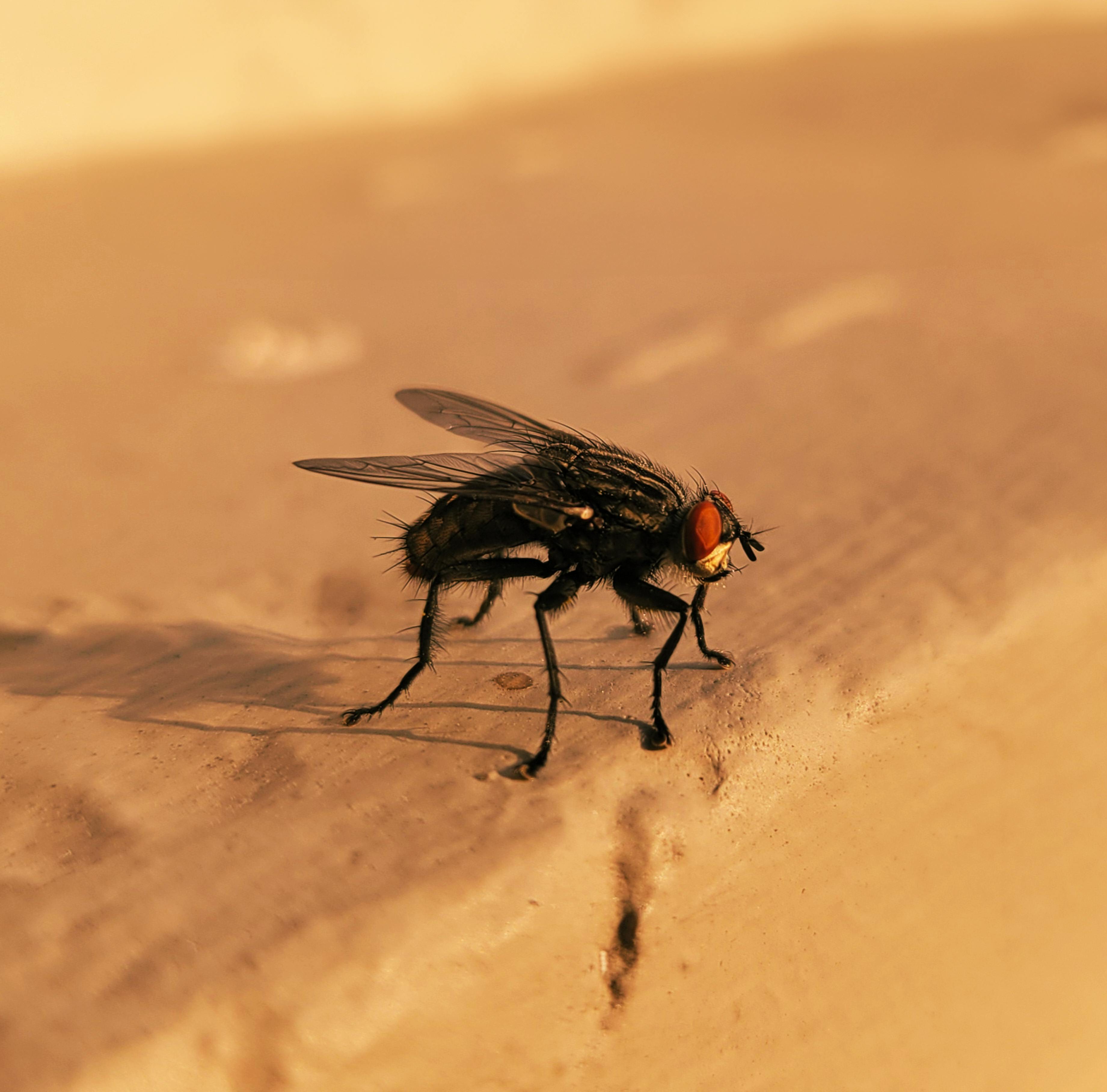 Our Expertise in Cockroach Control