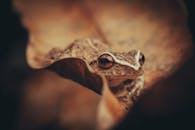 Close-up of a Common Coqui Frog Sitting on a Brown Leaf