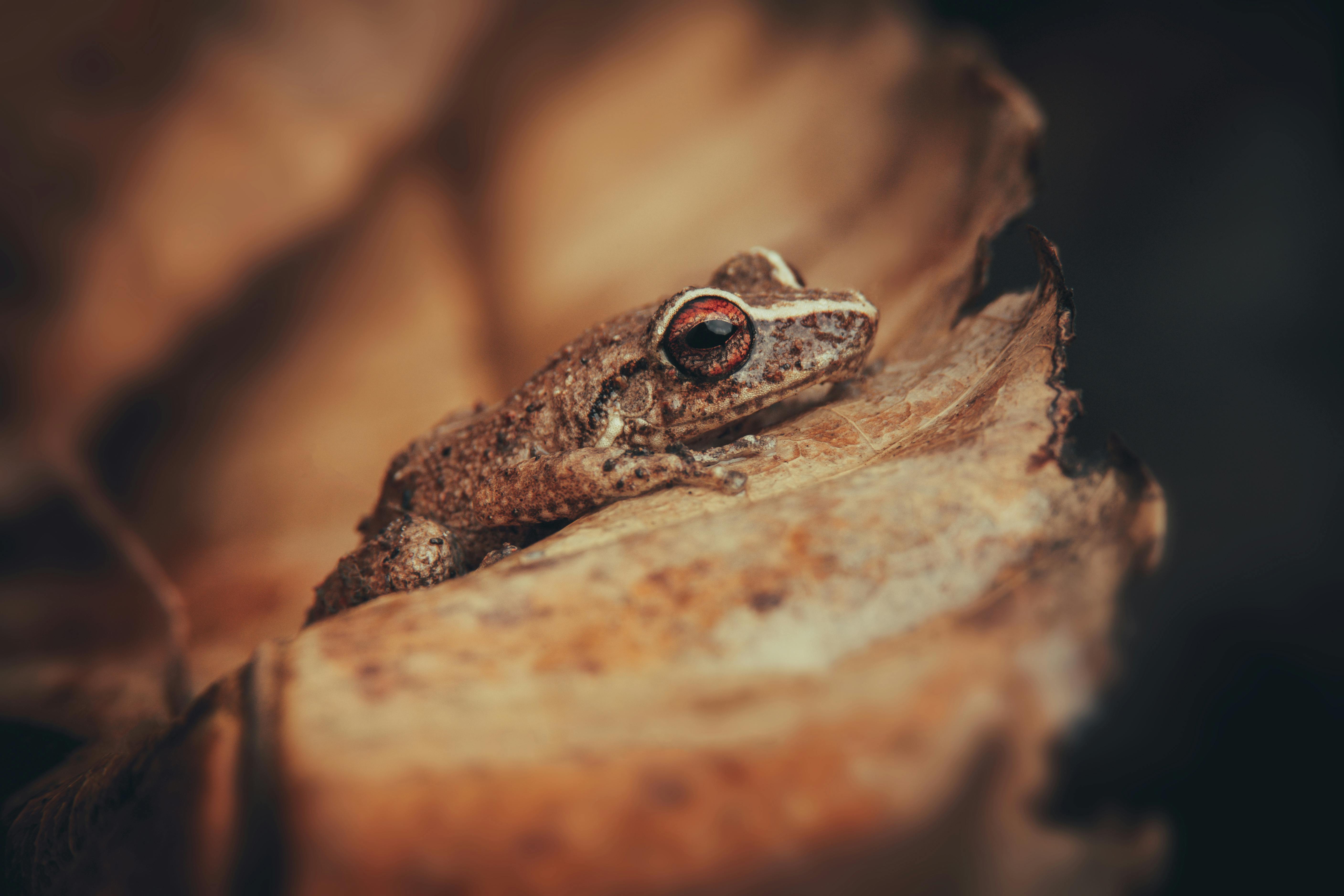 Close-up of a common coqui frog resting on a brown leaf in Fajardo, Puerto Rico.