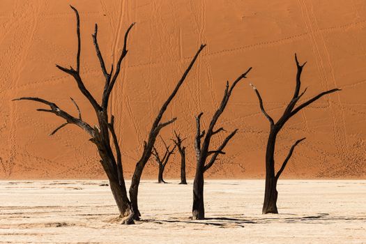 Skeleton Coast charter flight — Namibia