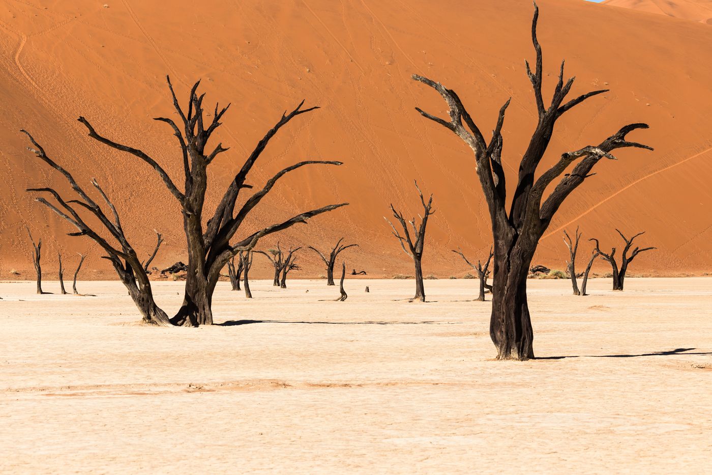 Martwe drzewa i pomarańczowe wydmy w Deadvlei w Namibii