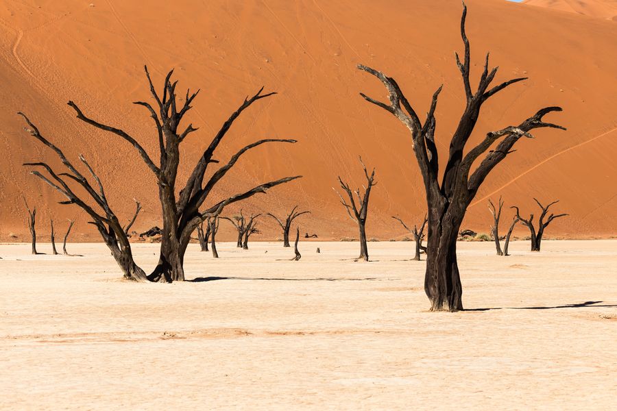 Deadvlei's ghost forest
