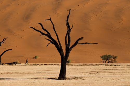 Free A dramatic scene from Deadvlei, Namibia, with arid desert and stark bare trees. Stock Photo