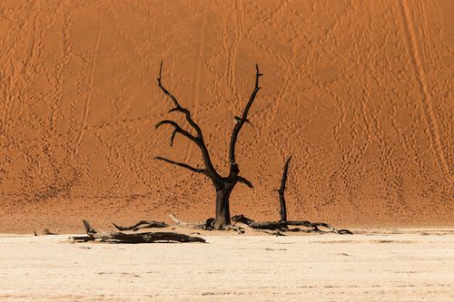 Free Captivating view of a solitary dried tree in Deadvlei, Namibia's iconic desert landscape. Stock Photo