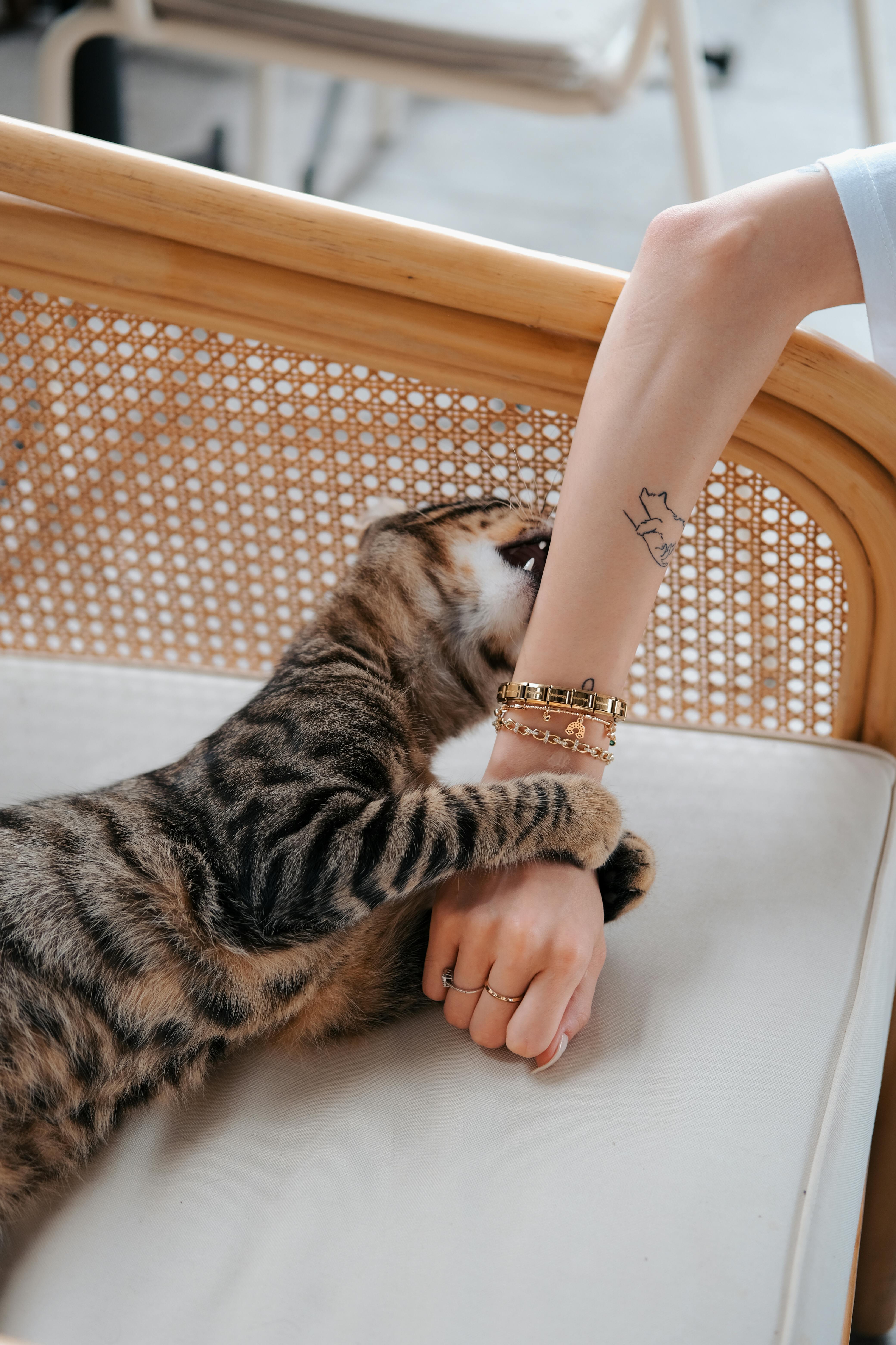 A person petting a cat on a chair