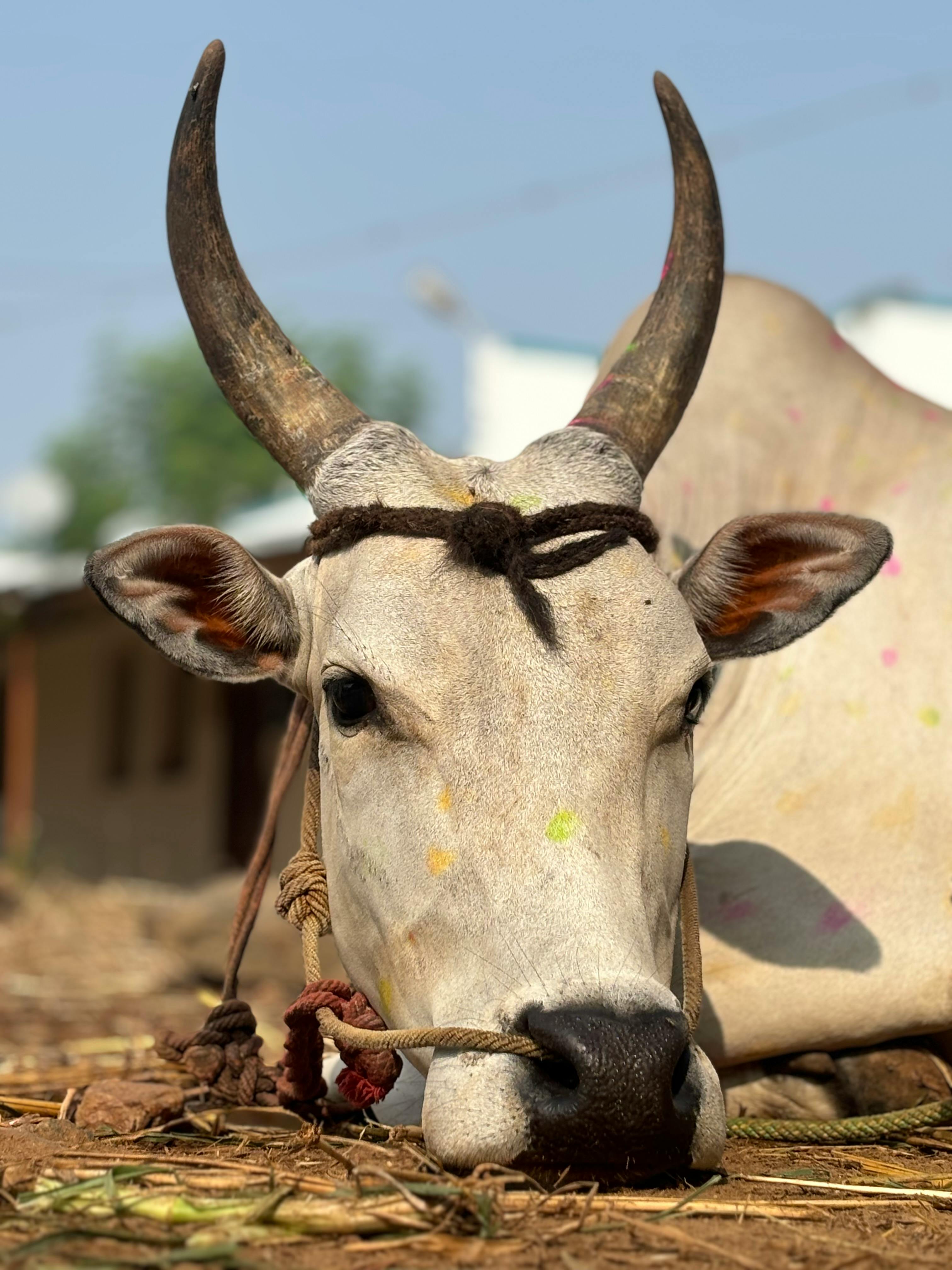 Gratuit Photos gratuites de agriculture, agriculture indienne, agriculture traditionnelle Photos