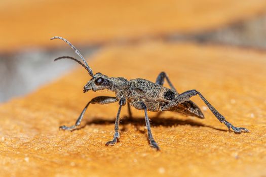 Selective Focus of Rhagium Inquisitor 