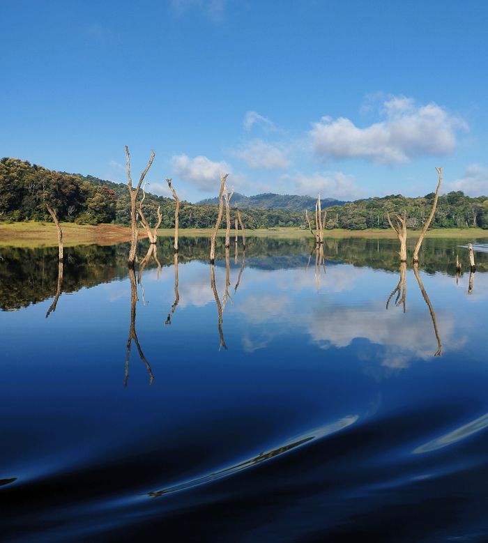 Withered trees rising from the still waters of Periyar Lake at dusk