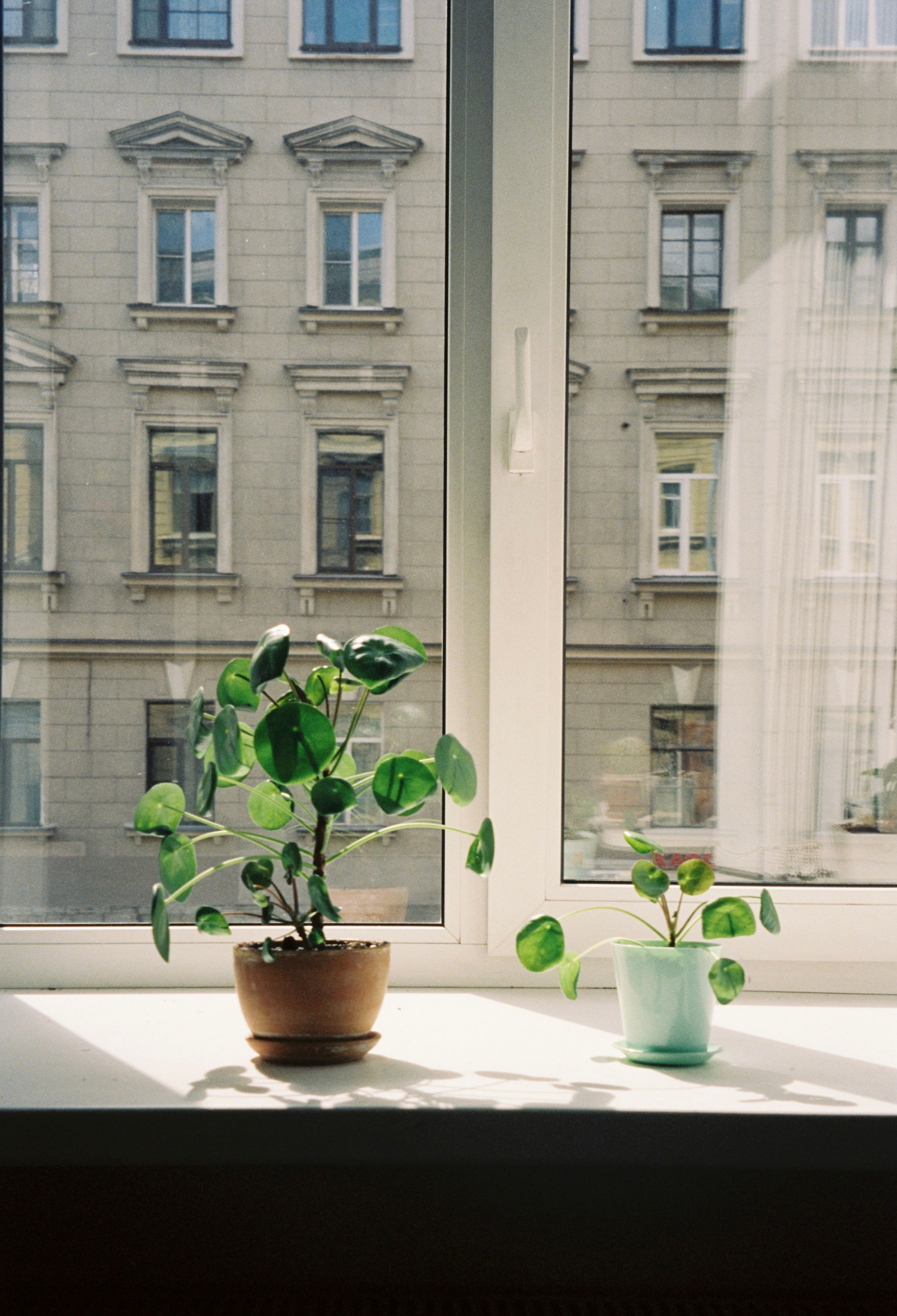 A potted plant sits on a window sill in front of a window · Free Stock ...
