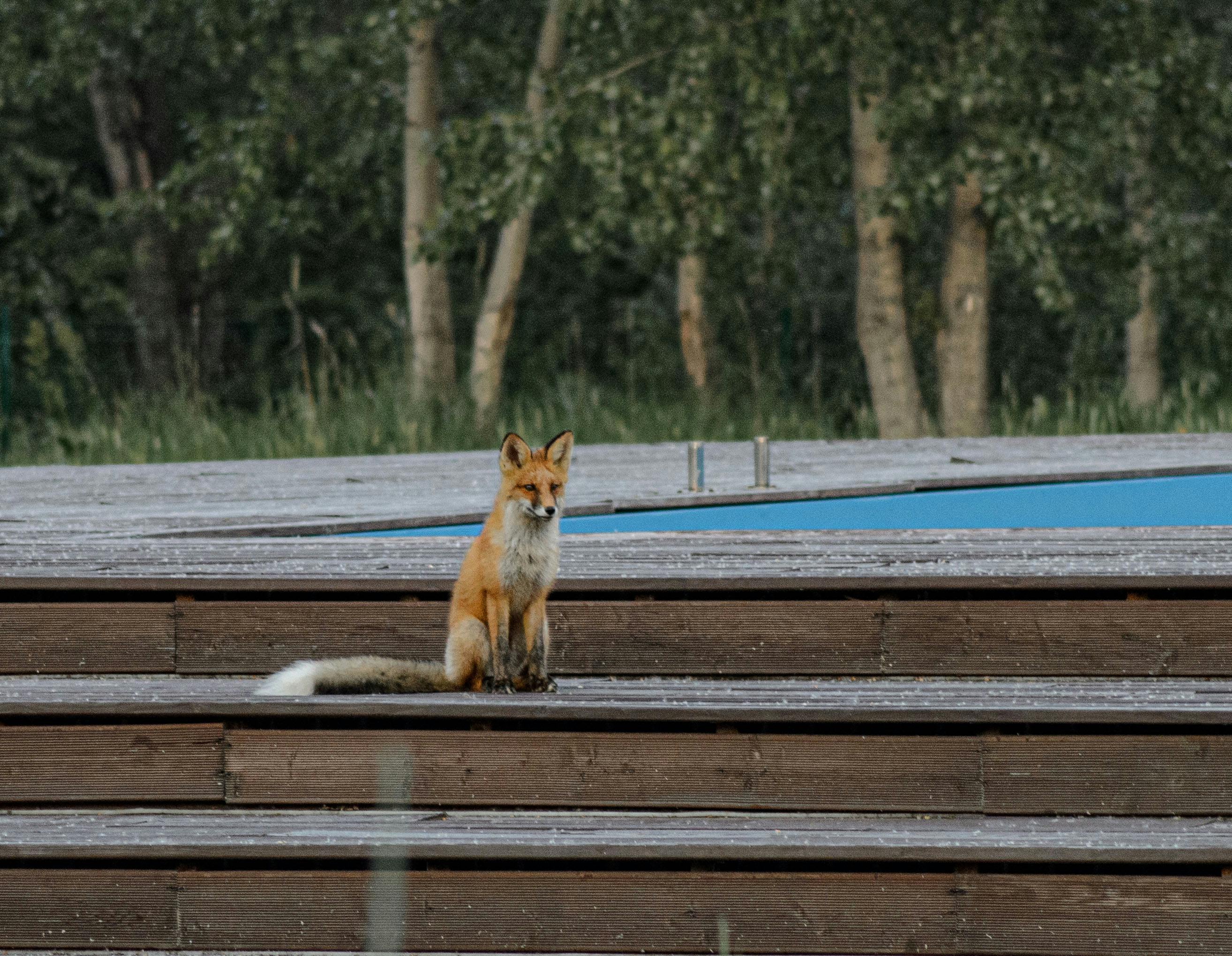 A red fox calmly sitting on wooden steps, surrounded by lush green trees.