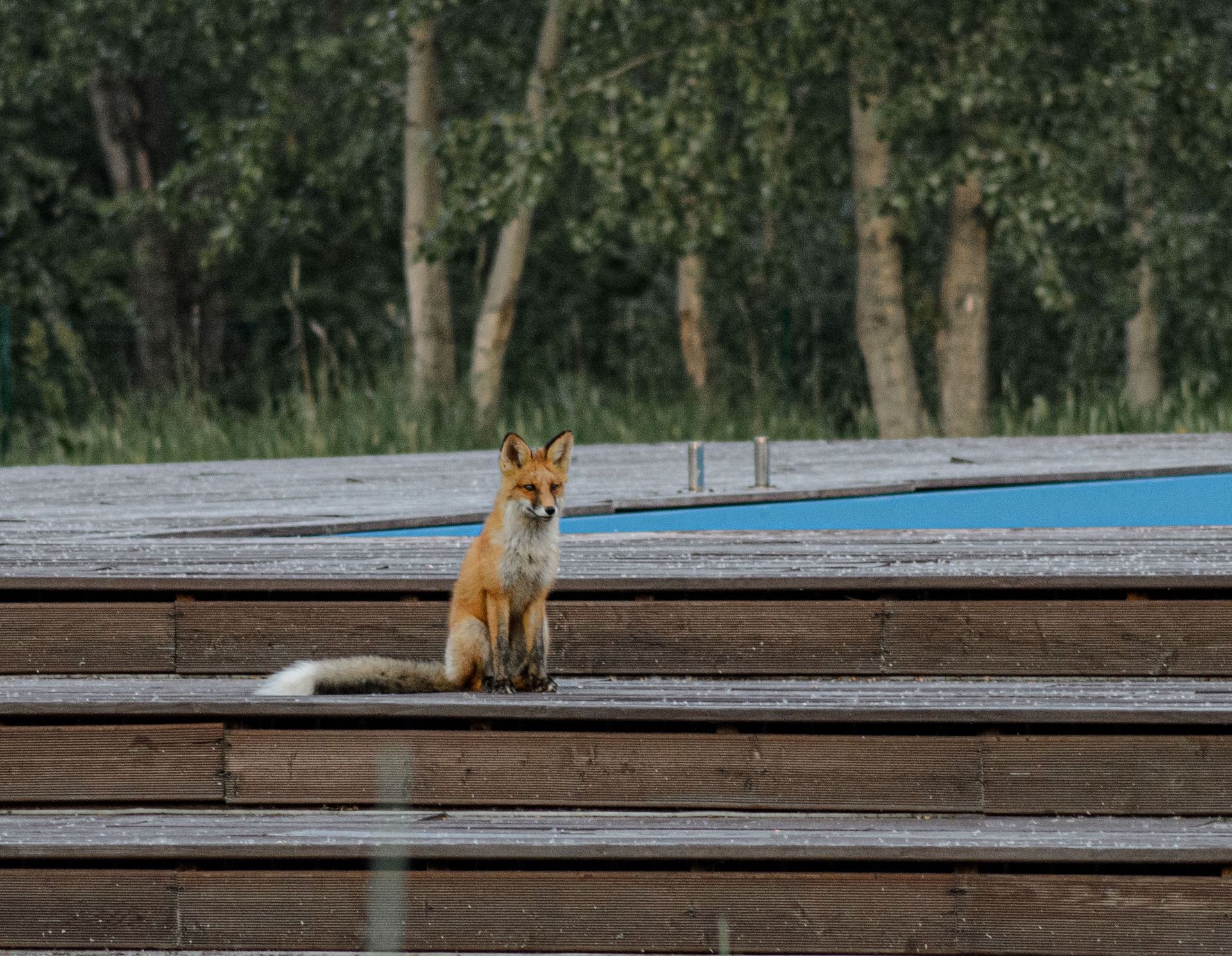 Red Fox Sitting on the Steps
