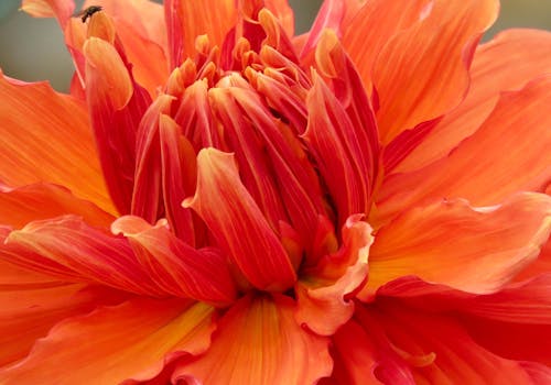 Close Up Photo of Orange Petaled Flower