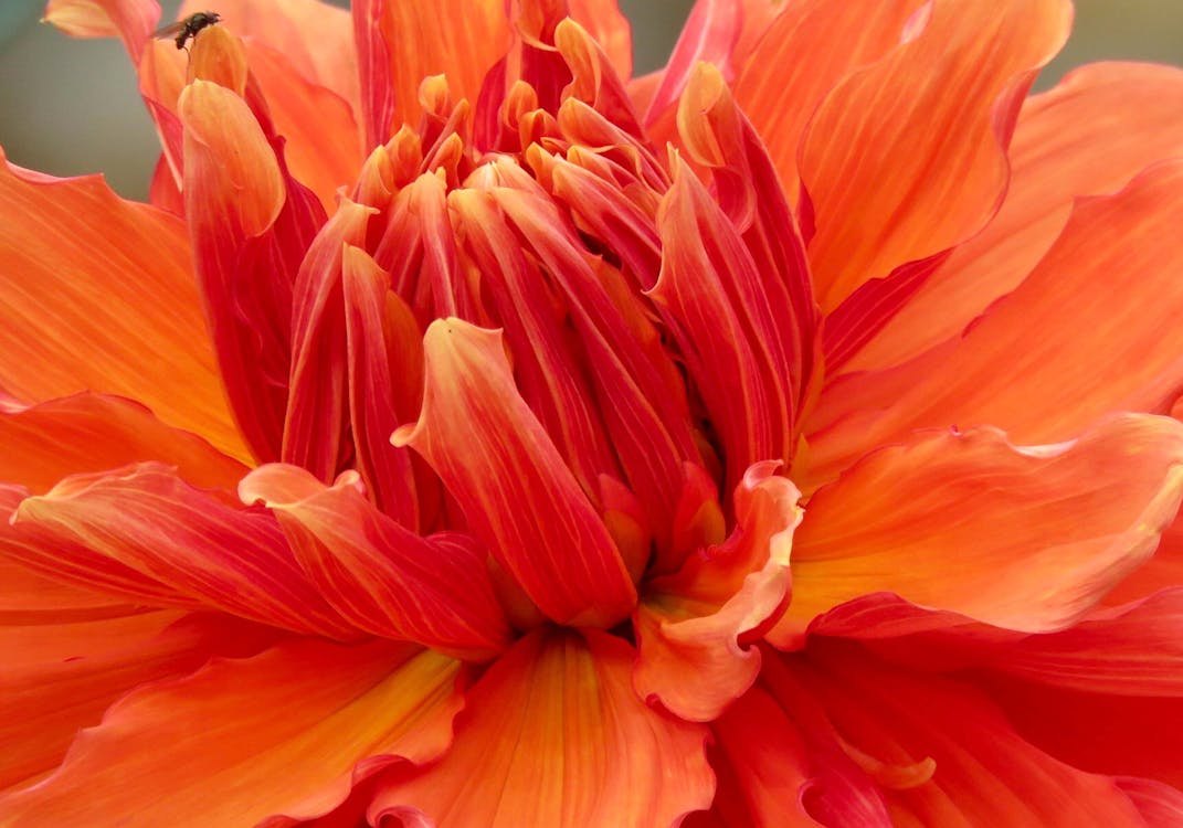 Free Close Up Photo of Orange Petaled Flower Stock Photo