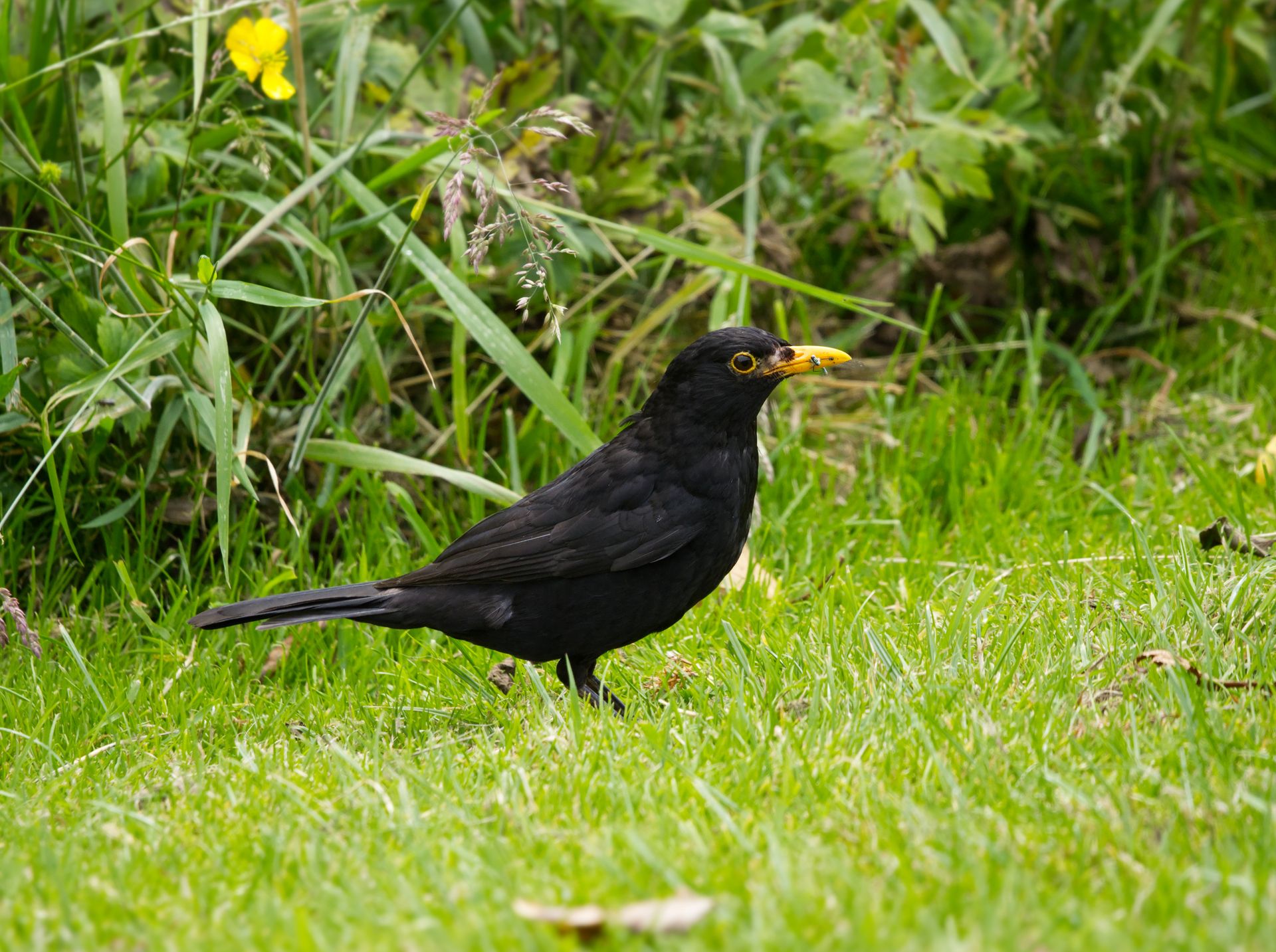 A stunning blackbird perches in a colorful garden, showcasing its vivid yellow beak against lush green grass.