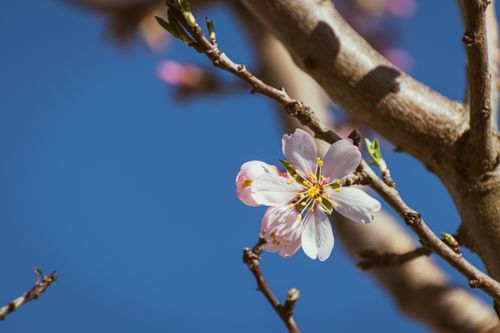 Free Detailed close-up of a cherry blossom on a branch, under a vivid blue sky in spring. Stock Photo