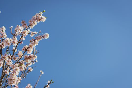 Free Capture of almond blossoms in spring with a bright blue sky background, exuding freshness and growth. Stock Photo