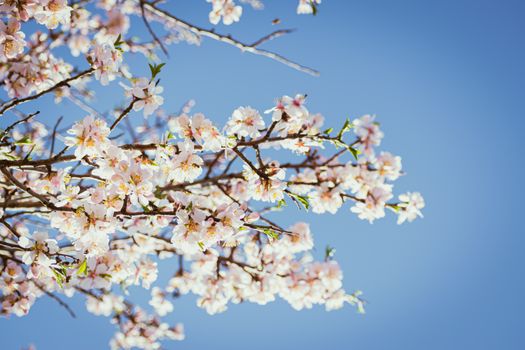 White Branches Blossoming against a Clear Sky