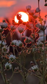 Captivating wildflowers silhouetted by a vibrant sunset, showcasing nature's serene beauty.