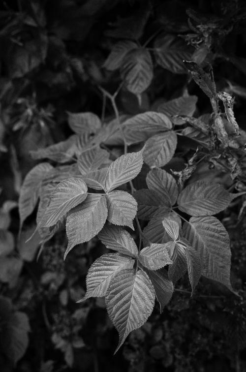 Free Close-up of ivy leaves showing intricate texture in black and white. Stock Photo