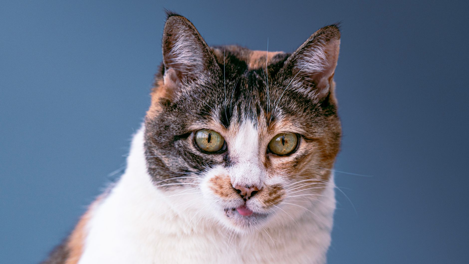Veterinary care for a pet
