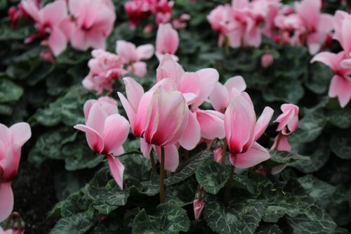 Free A vivid display of pink cyclamen flowers in full bloom, showcasing nature's beauty. Stock Photo