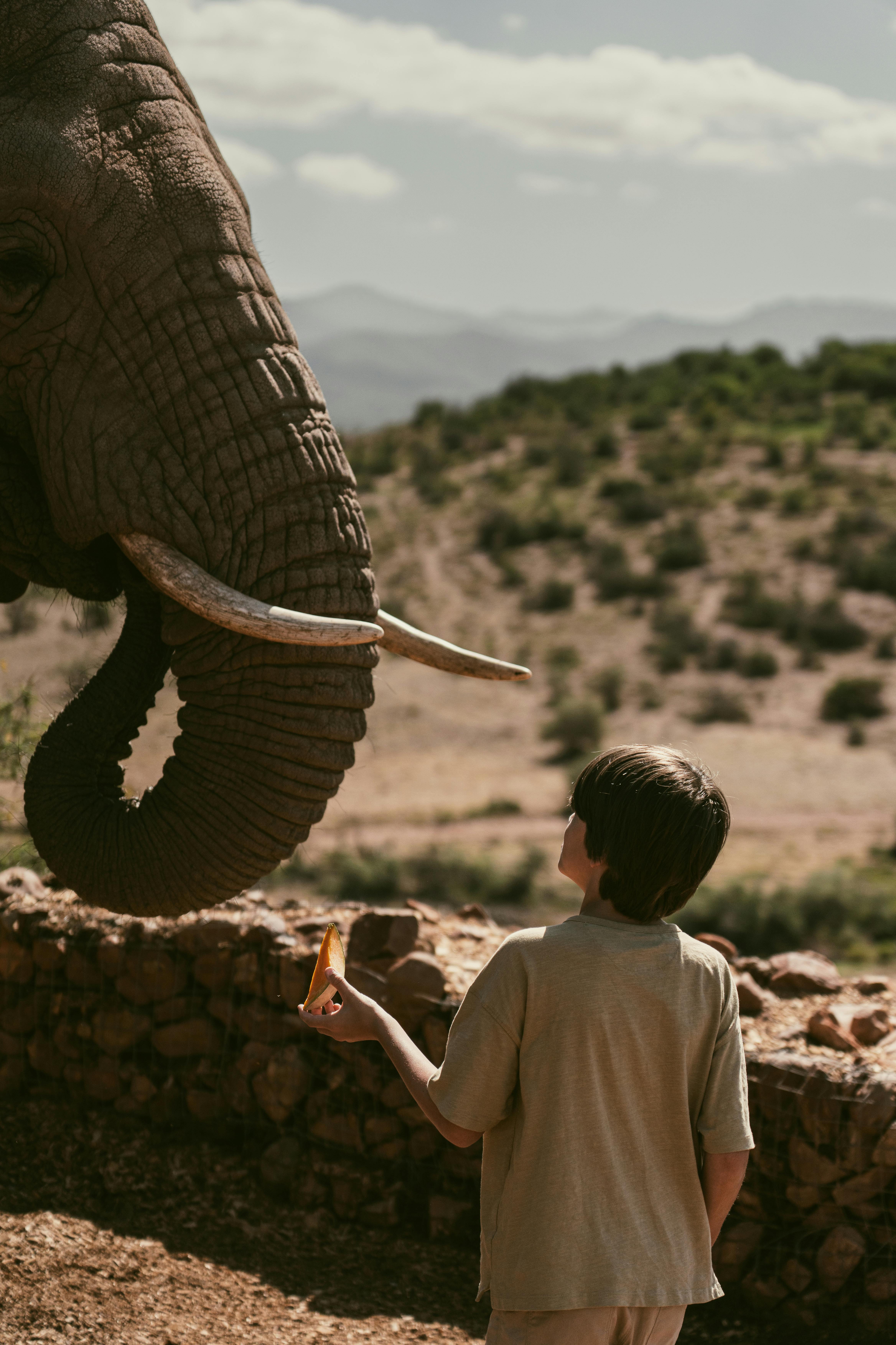 boy in shirt standing close to elephant