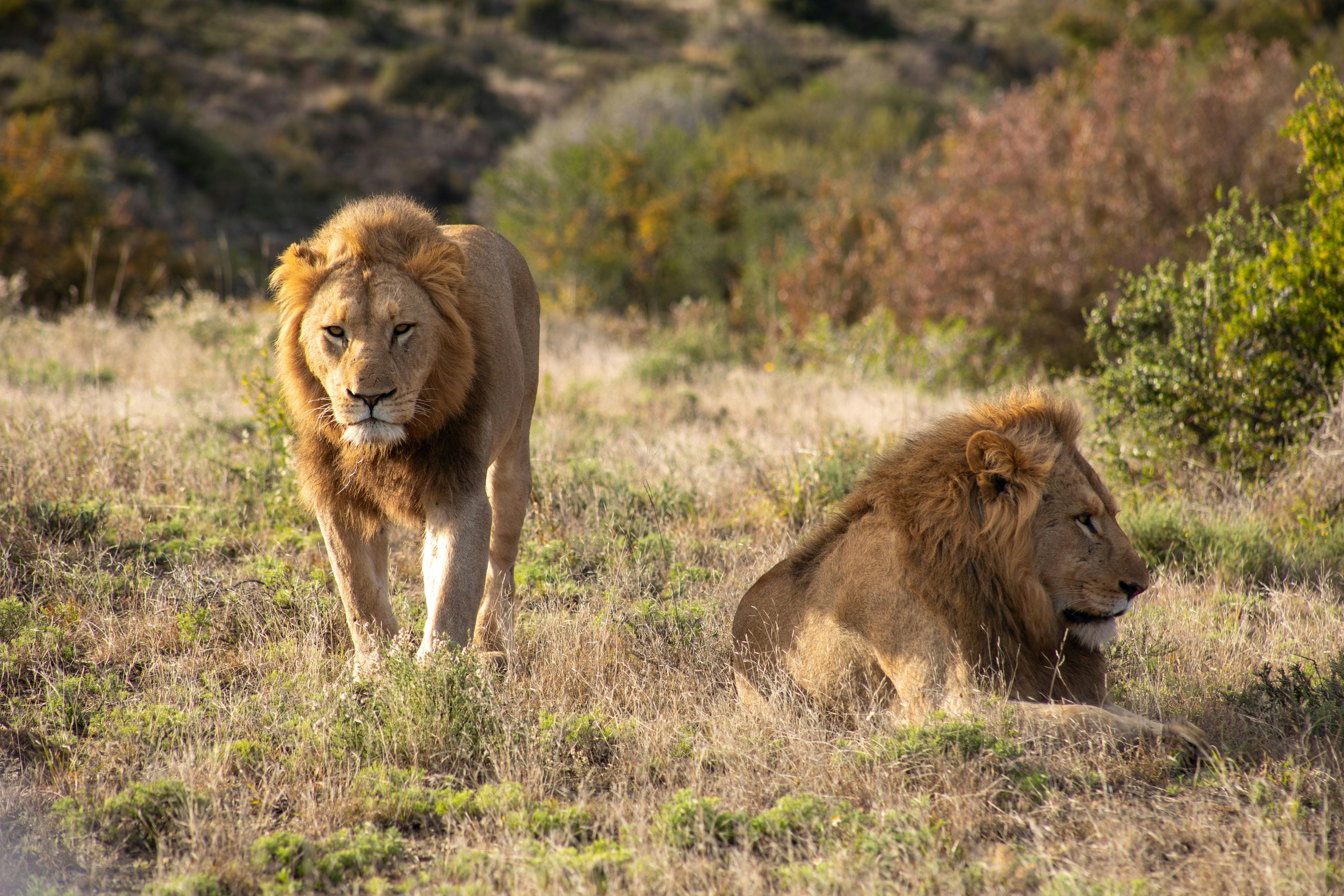 lions in nature