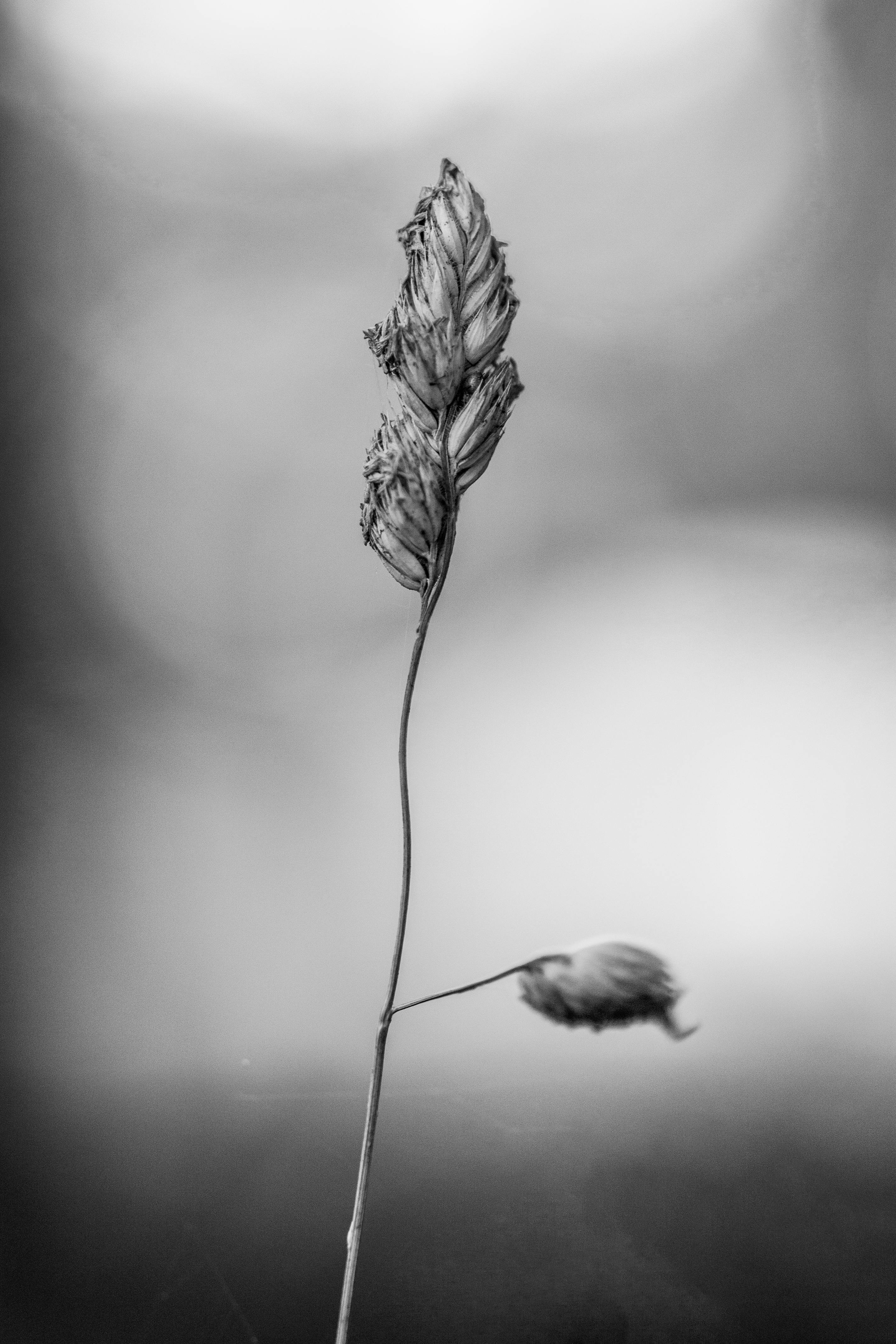 A serene black and white portrait of a dry plant emphasizing minimalist beauty.