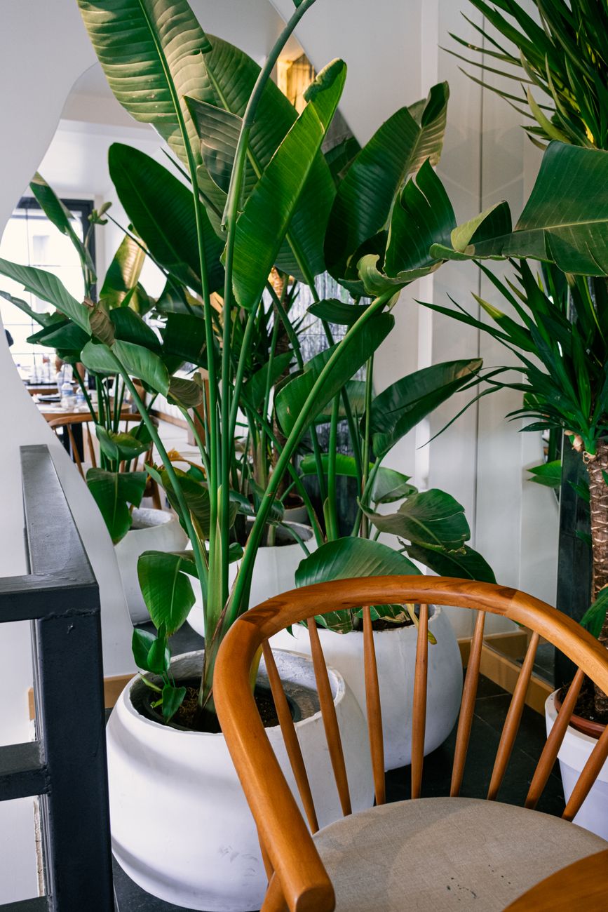 Stylish interior featuring potted plants and a wooden chair in a modern setting.