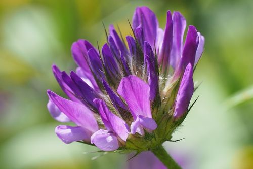 Free Vibrant close-up of a purple Arabian pea flower in full bloom, showcasing detailed petals. Stock Photo