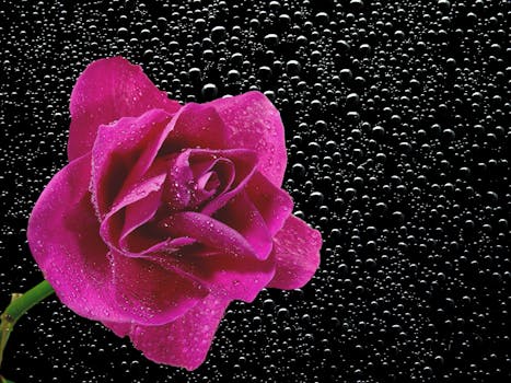 HD wallpaper of petals, plant, dew, wet
