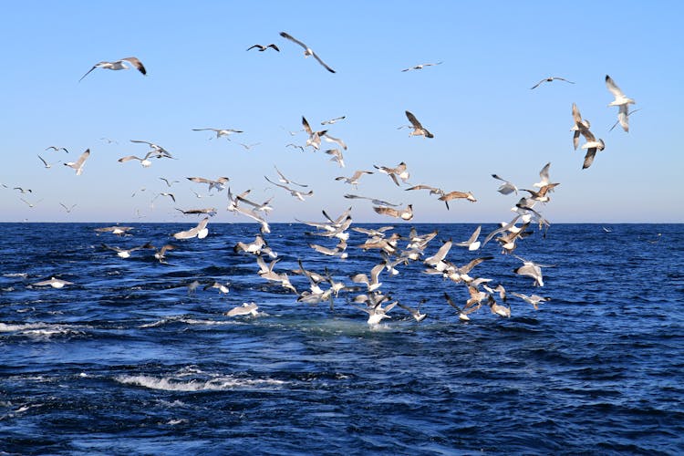 Flock Of Birds Over Sea