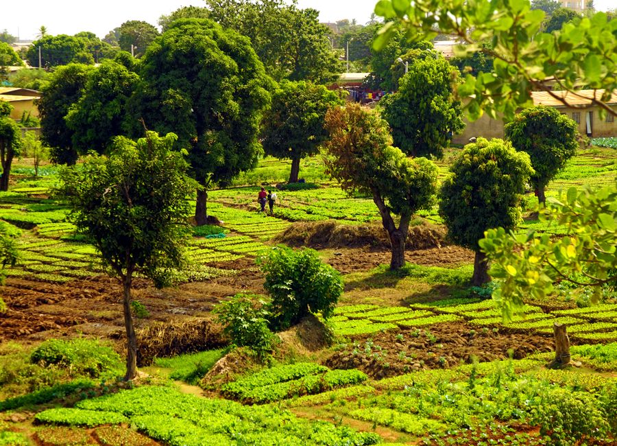 Lush green farmland with trees in Tenkodogo, exhibiting a rural landscape.